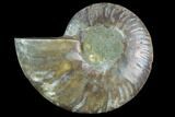 Agatized Ammonite Fossil (Half) - Madagascar #125065-1